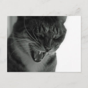 Cartão Postal Gato Risonho