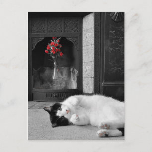 Cartão Postal Gato Salpico de Cor