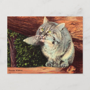 Cartão Postal Gato Selvagem da Flórida Antigo Animal Viagem