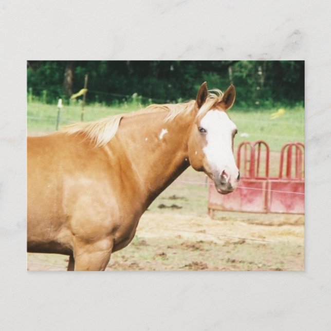 Cartão Postal Gato Selvagem Eterna (Frente)