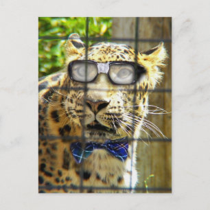 Cartão Postal Gato Selvagem Pidasol