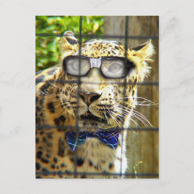 Cartão Postal Gato Selvagem Pidasol (Frente)