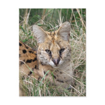 Gato serval relaxando na grama
