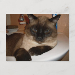 Cartão Postal Gato Siamês no Cartão-postal Sink