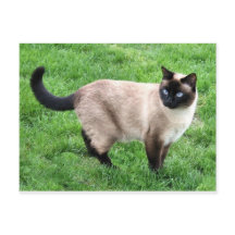 Gato Siamês Pet Purr Meow Gatinho Destino Arte