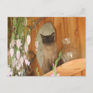 Cartão Postal Gato Siames Posando #1 Animal