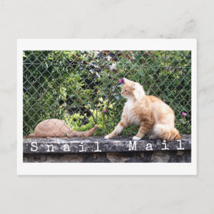 Cartão Postal Gato Snail Mail