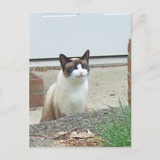 Cartão Postal Gato sorridente (Frente)
