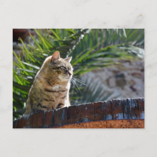 Cartão Postal Gato Tabby ao Ar Livre Relaxando em Barril de Made