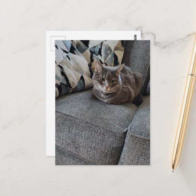 Cartão Postal Gato Tabby Cinza Adorável (Frente/Verso In Situ)