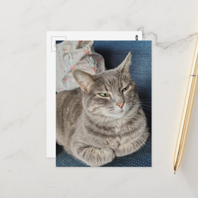 Cartão Postal Gato Tabby Cinza Fofo (Frente/Verso In Situ)