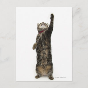 Cartão Postal Gato tabby doméstico em pé sobre duas pernas esten