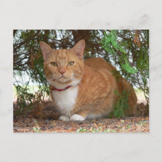 Cartão Postal Gato Tabby Doméstico Laranja Gengibre