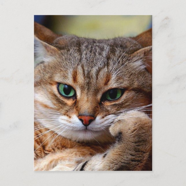 Cartão Postal gato tigre pensativo (Frente)