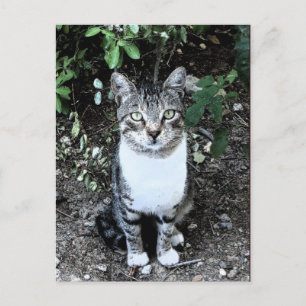 CARTÃO POSTAL GATO TURCO RONIN NO JARDIM