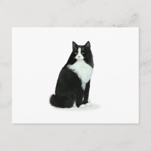Cartão Postal Gato Tuxedo de Cabelo Comprido