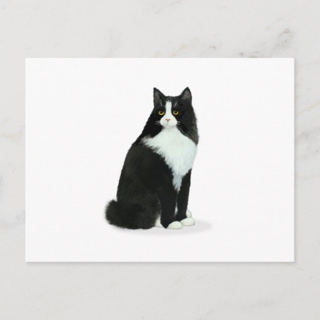 Cartão Postal Gato Tuxedo de Cabelo Comprido (Frente)