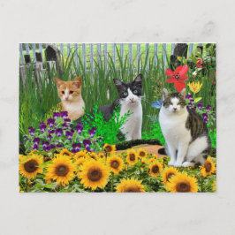 Cartão Postal Gato Tuxedo no Jardim de Flores / Arte de Colagem