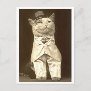 Cartão Postal Gato vestindo terno e chapéu!