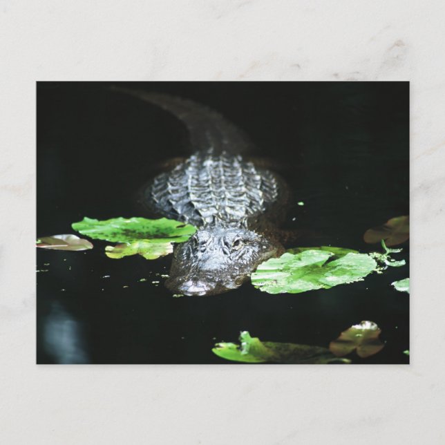Cartão Postal Gator (Frente)