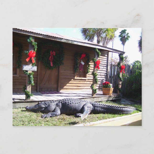 Cartão Postal Gator (Frente)