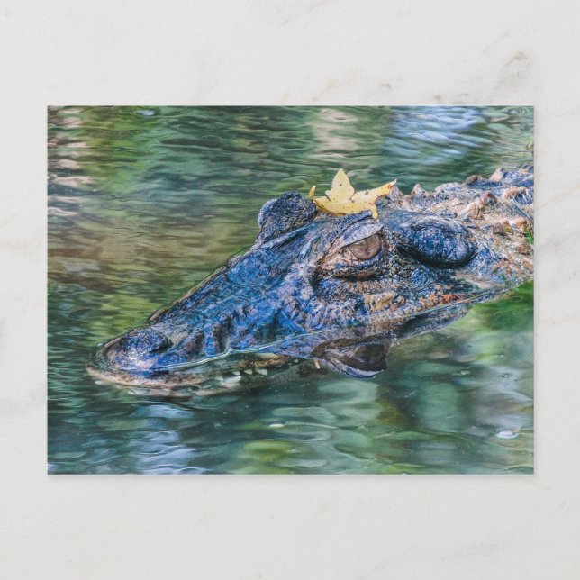 Cartão Postal Gator com uma coroa (Frente)