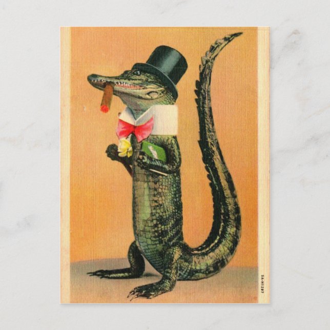 Cartão Postal Gator de chapéu superior (Frente)