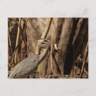 CARTÃO POSTAL GATOR DE COMER HERON AZUL