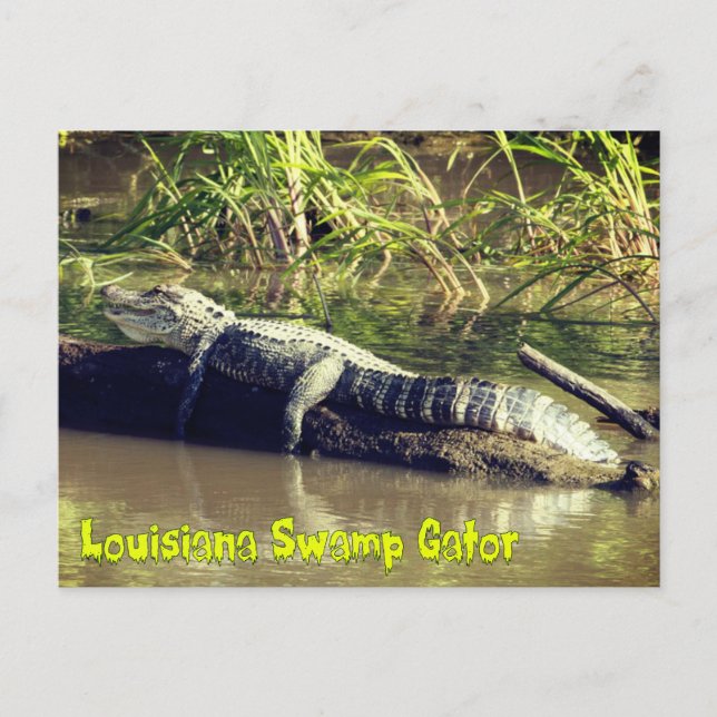 Cartão Postal Gator de pântano da Louisiana (Frente)