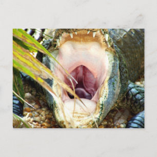 Cartão Postal Gator faminto