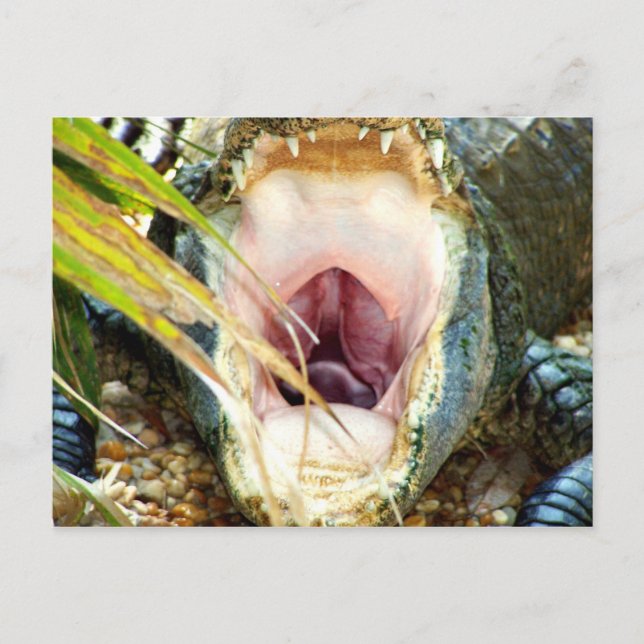 Cartão Postal Gator faminto (Frente)