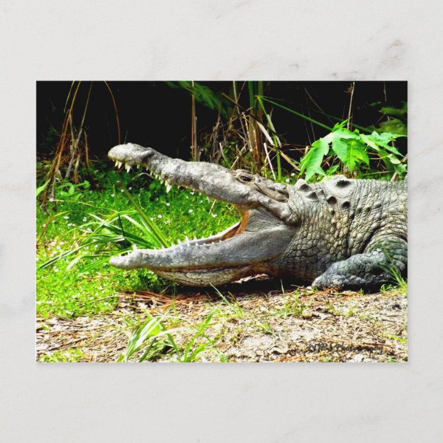 Cartão Postal Gator gigante com a boca aberta (Frente)