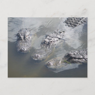 CARTÃO POSTAL GATOR GREETINGS