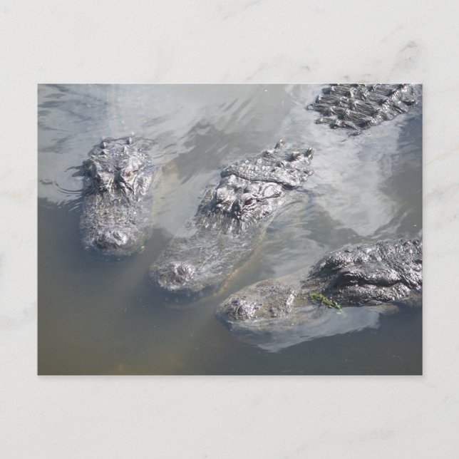 CARTÃO POSTAL GATOR GREETINGS (Frente)