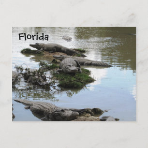 Cartão Postal Gator Pond