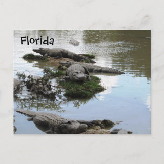 Cartão Postal Gator Pond