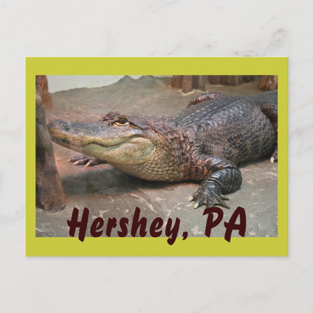 Cartão Postal Gator Saudação de Hershey (Frente)