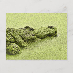 Cartão Postal Gator - Verde Em Duckweed