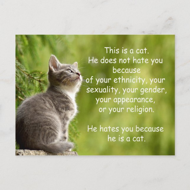 Cartão Postal Gatos (Frente)
