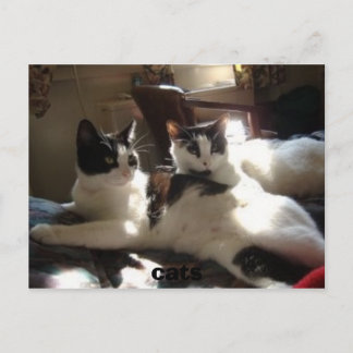 Cartão Postal gatos