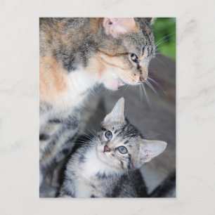 Cartão Postal Gatos