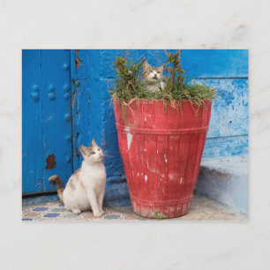 Cartão Postal Gatos brincando, Rabat, Marrocos