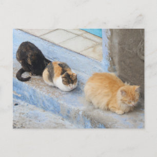 Cartão Postal Gatos, Chefchaouen, Marrocos