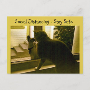 Cartão postal - Gatos com Distanciamento Social