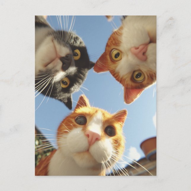 Cartão Postal Gatos Curiosos Olhando Para Baixo (Frente)