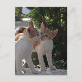 Cartão Postal Gatos De Beijo
