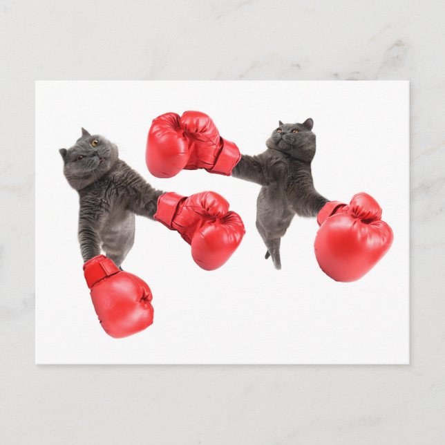 Cartão Postal Gatos de boxe engraçados (Frente)