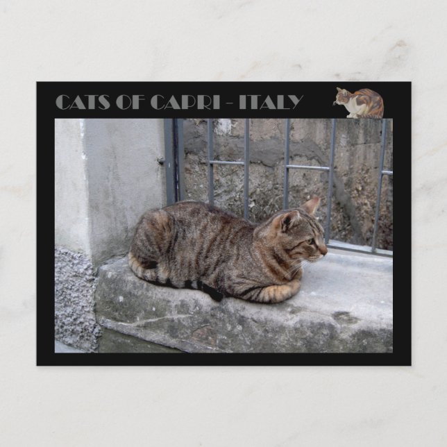 Cartão Postal Gatos de Capri, gato-de-mesa - Itália (Frente)