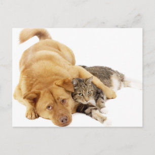Cartão Postal Gatos e Cães