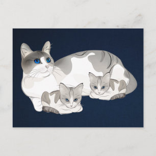 Cartão Postal gatos e gatinhos